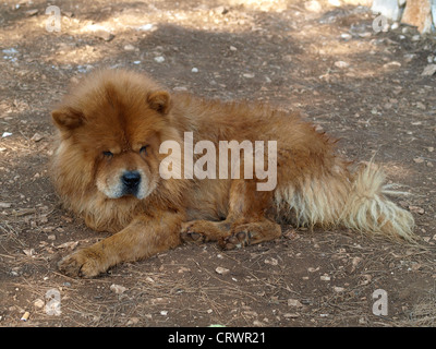Verschlafene Erwachsene rötliche Chow-chow (Songshi Quan) Hund auf den Boden legen Stockfoto