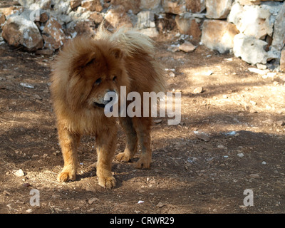 Stehenden Erwachsenen rötliche Chow-chow (Songshi Quan) Hund Stockfoto