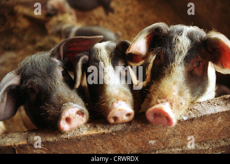 Sattel-Schwein im Schweinestall Stockfoto