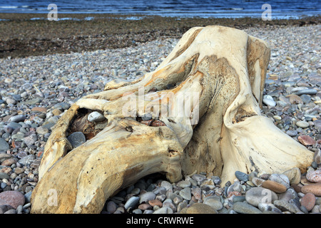 Gebleicht Baumstumpf auf den Kiesstrand am Spey Bay in Morayshire ist der größte Kiesstrand in Schottland Stockfoto