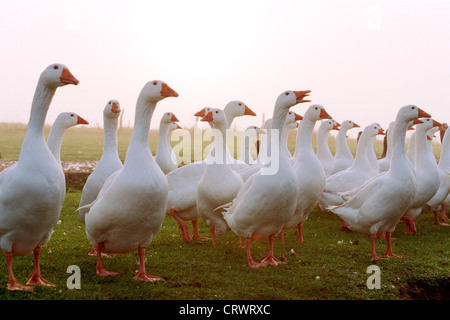 Pommerngaense auf einer Wiese Stockfoto