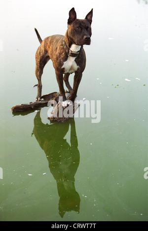 Ein Bullterrier ohne Leine Stockfoto