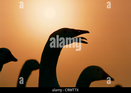 Pommerngaense auf einer Wiese im Gegenlicht Stockfoto