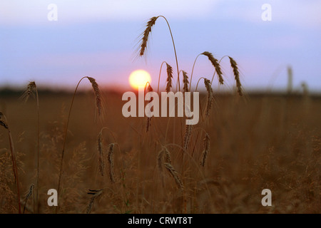 Lichtwirkung im Kornfeld Stockfoto