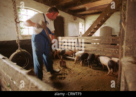 Der Bauer im Schweinestall Ausmisten Stockfoto