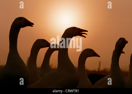 Pommerngaense auf einer Wiese im Gegenlicht Stockfoto