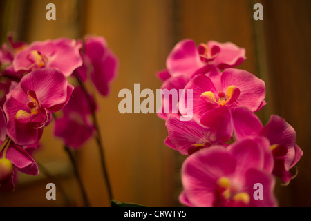 Orchidee blüht in das Astor House Hotel in Shanghai, China. Stockfoto