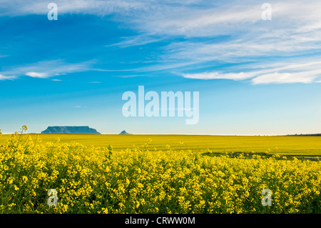 Atemberaubenden Blick auf den Tafelberg mit leuchtend gelben Raps-Blüten Stockfoto