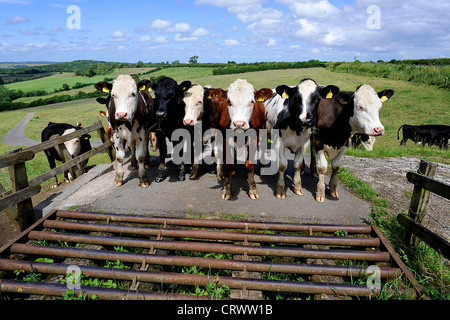 Kühe oder Rinder stehen vor einem Rinder-Raster in Somerset mit Feldern und blauen Himmel dahinter. Stockfoto