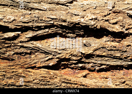 Holz Textur Baum Stockfoto