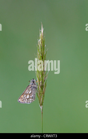 Karierte Skipper Butterfly Schlafplatz auf einem Rasen-Stiel Stockfoto