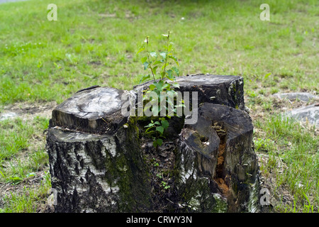 Birke-Bäumchen wachsen auf aus alten Baumstumpf Stockfoto