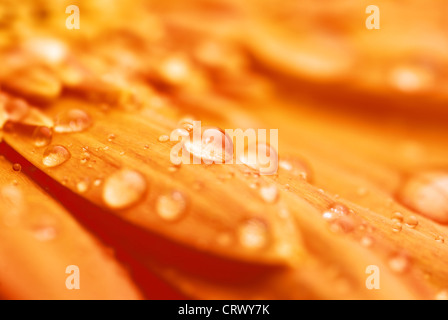 Makro von einem Gerber Daisy mit Wassertropfen auf die Blütenblätter. geringe Schärfentiefe Stockfoto