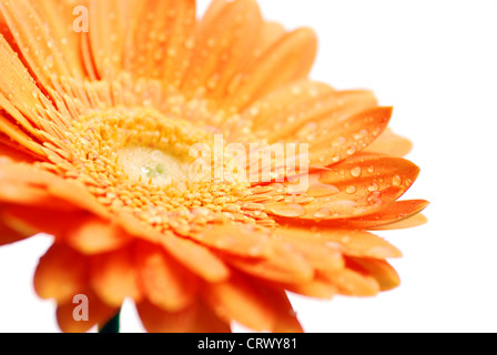 Makro von einem Gerber Daisy mit Wassertropfen auf die Blütenblätter. geringe Schärfentiefe Stockfoto