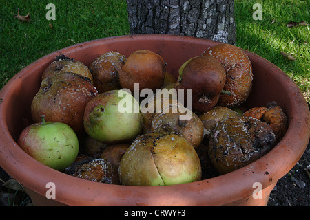 faulen Äpfel im Topf unter Baum Stockfoto