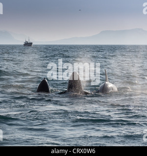 Orca Wale ernähren sich von Hering. Whale-watching Boot in der Ferne. Breidafjördur, Snaefellnes Halbinsel, Island Stockfoto