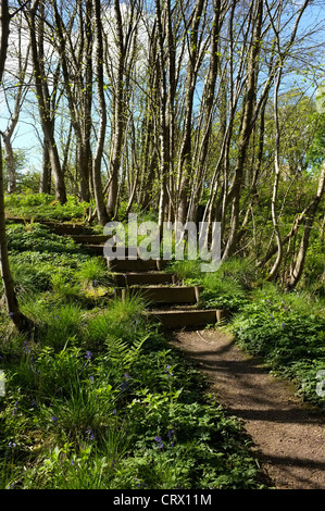 Glockenblumen und Schritte in Middleton Wäldern, Ilkley Stockfoto