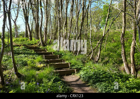 Glockenblumen und Schritte in Middleton Wäldern, Ilkley Stockfoto