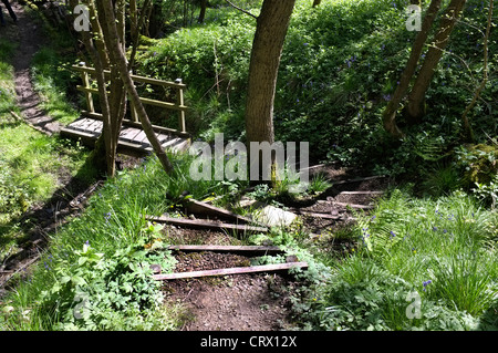 Glockenblumen in Middleton Wäldern, Ilkley Stockfoto