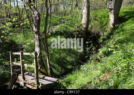 Glockenblumen in Middleton Wäldern, Ilkley Stockfoto