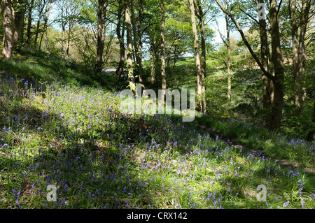 Glockenblumen in Middleton Wäldern, Ilkley Stockfoto