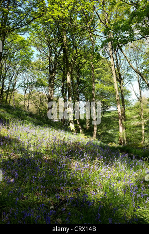 Glockenblumen in Middleton Wäldern, Ilkley Stockfoto