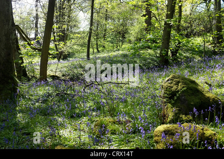 Glockenblumen in Middleton Wäldern, Ilkley Stockfoto