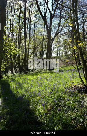 Glockenblumen in Middleton Wäldern, Ilkley Stockfoto