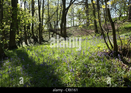 Glockenblumen in Middleton Wäldern, Ilkley Stockfoto