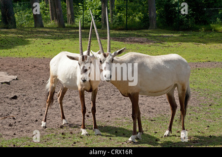 Arabische Oryxes (weiße Oryxes, Oryx Leucoryx), Serengeti-Park Hodenhagen, Niedersachsen, Deutschland Stockfoto