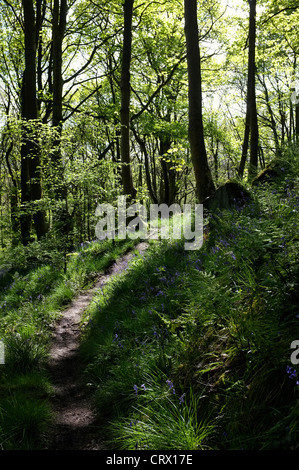 Glockenblumen in Middleton Wäldern, Ilkley Stockfoto