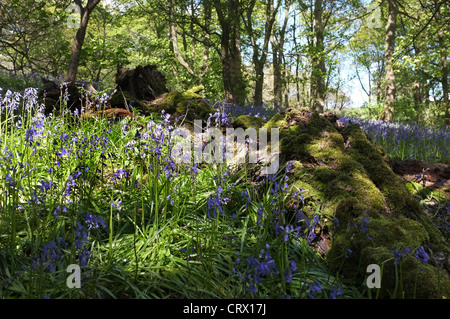 Glockenblumen in Middleton Wäldern, Ilkley Stockfoto