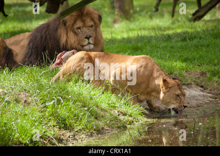 Löwin und Löwe (Panthera Leo), Serengeti-Park, Hodenhagen, Niedersachsen, Deutschland Stockfoto