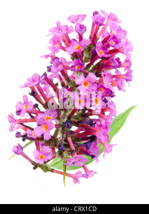 Sommerflieder Blüte Nahaufnahme auch bekannt als Schmetterlingsstrauch - Studio gedreht mit weißem Hintergrund Stockfoto