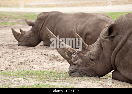 weiße Nashörner (Quadrat-lippige Rhinoceros, Ceratotherium Simum), Serengeti-Park Hodenhagen, Niedersachsen, Deutschland Stockfoto