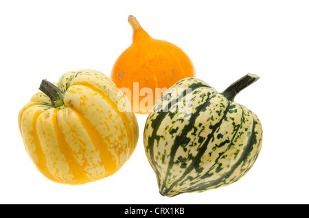 Drei Sorten von frischen saisonalen Kalebassen - Studio gedreht mit weißem Hintergrund Stockfoto