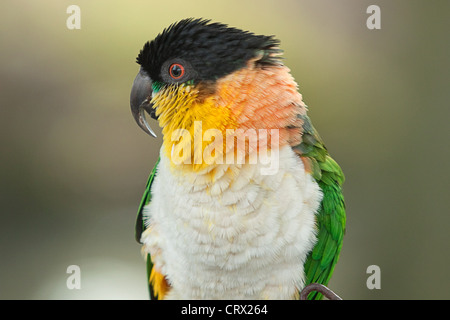 schwarze Leitung Kaiki Porträt Stockfoto