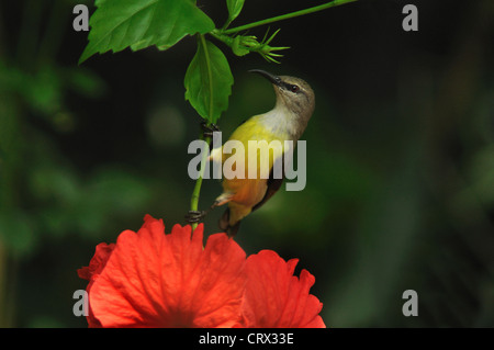 Weibliche lila Sunbird, Cinnyris asiaticus Stockfoto