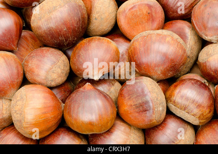 Nahaufnahme von einigen frischen Kastanien - Studio gedreht Stockfoto