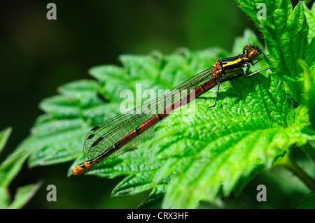 große rote Damselfly Pyrrhosoma nymphula Stockfoto