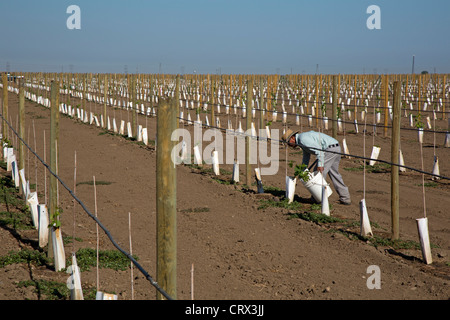 Di Giorgio, Kalifornien - eher ein Latino Landarbeiter neu gepflanzte Reben im San Joaquin Valley. Stockfoto