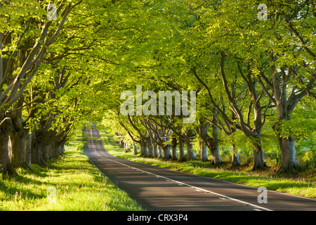 Buche-Allee früh ein Frühlingsmorgen, Nr Wimborne, Dorset, England. Frühjahr 2012 (Mai). Stockfoto