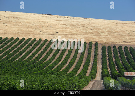 Woodlake, Kalifornien - bewässert eine grüne Obstgarten im San Joaquin Valley und den trockenen Hügeln jenseits. Stockfoto