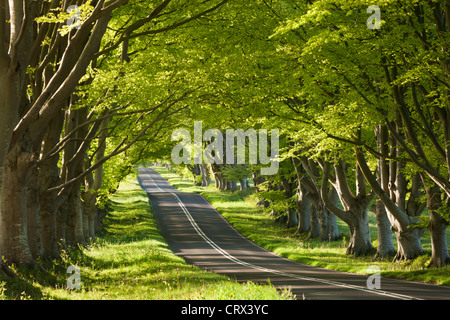 Buche, von Bäumen gesäumten Straße in Morgensonne, Wimborne, Dorset, England. Frühjahr 2012 (Mai). Stockfoto