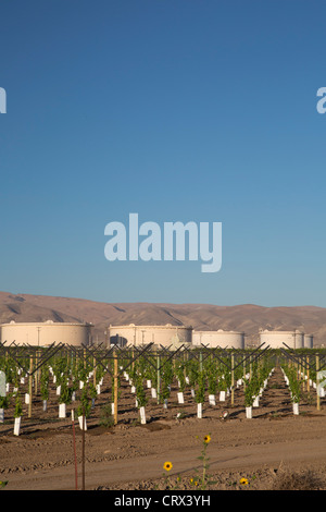 Maricopa, Kalifornien - eine neu gepflanzte Weinberg in der Nähe gelegenen Öllagertanks im San Joaquin Valley. Stockfoto