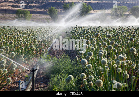 Ventucopa, Kalifornien - Bewässerung von Pflanzen im San Joaquin Valley. Stockfoto