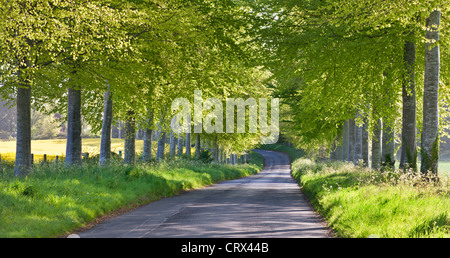 Buche, von Bäumen gesäumten Feldweg im ländlichen Dorset, England. Frühjahr 2012 (Mai). Stockfoto