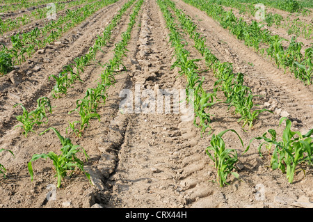 Doppelreihen von Zuckermais Keimlinge kurz nach schützenden Polyethylen entfernt wurde. Stockfoto