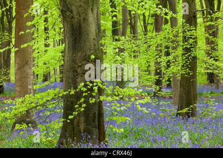 Bluebell Teppich in einem Buche Waldgebiet, West Woods, Lockeridge, Wiltshire, England. Frühjahr 2012 (Mai). Stockfoto
