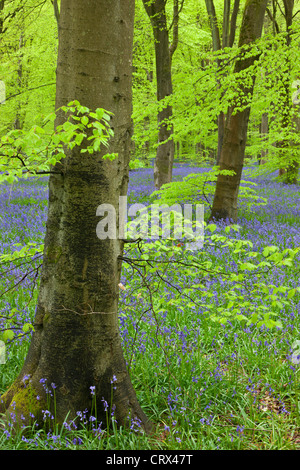 Bluebell Teppich in einem Buche Waldgebiet, West Woods, Wiltshire, England. Frühjahr 2012 (Mai). Stockfoto